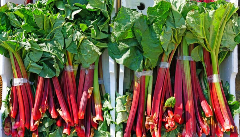 Stalks of Rhubard