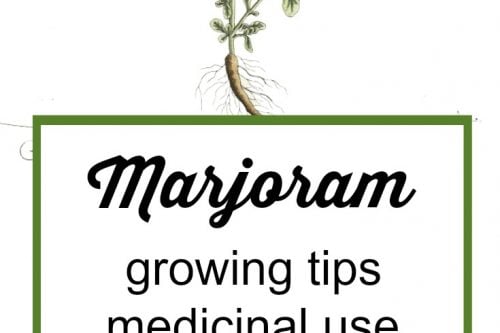 Medicinal Herb: Marjoram | 31Daily.com