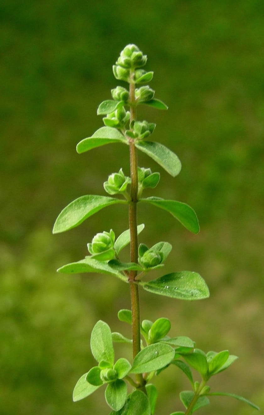 Medicinal Herb: Marjoram | 31Daily.com