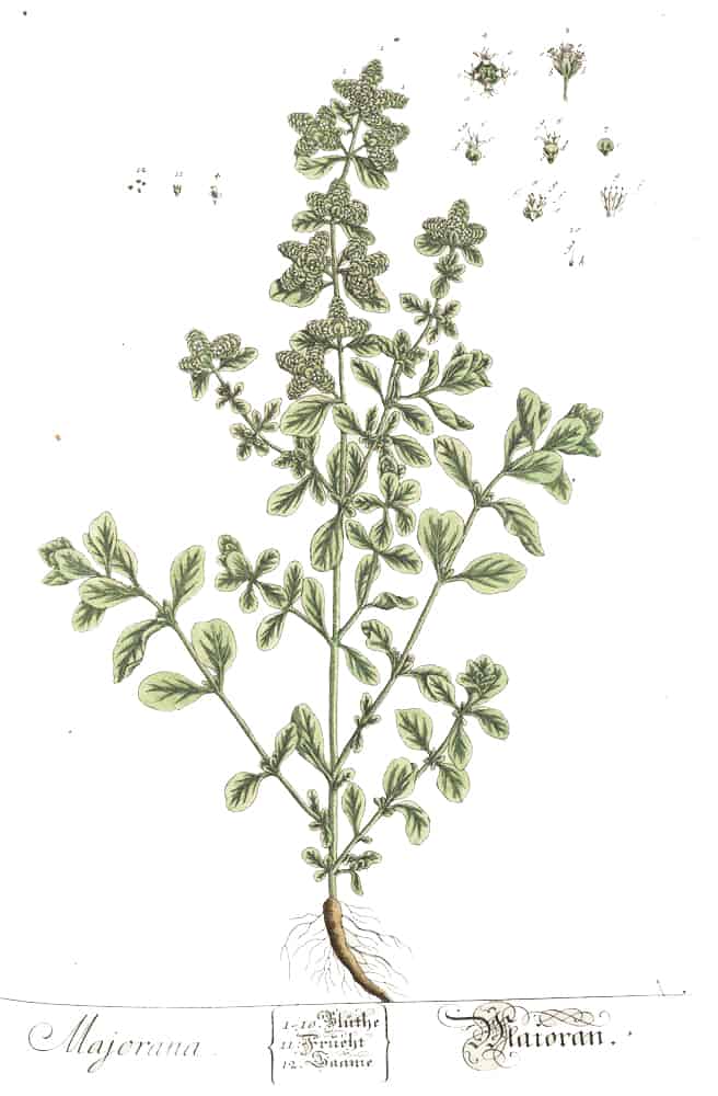 Medicinal Herb: Marjoram | 31Daily.com
