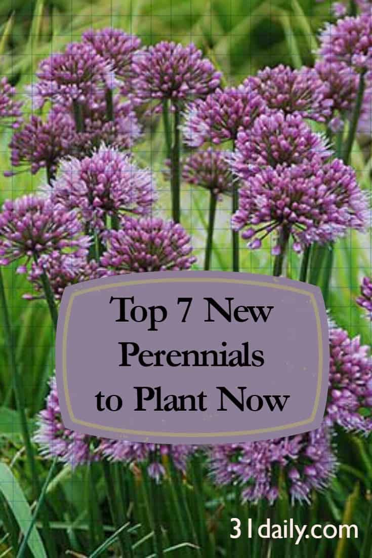 Top 7 New Perennials to Plant Now: Allium Windy City