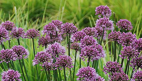 tb_Allium 'Windy City'