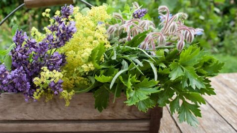 Medicinal Herb Gardens Series | 31Daily.com