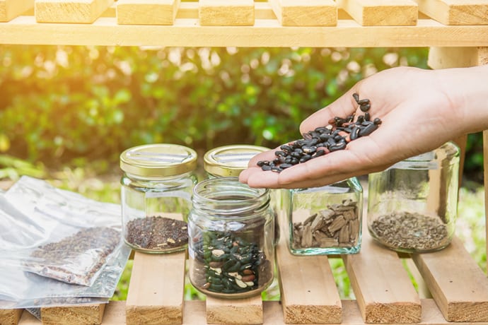 Saving Seeds from Your Garden | 31Daily.com