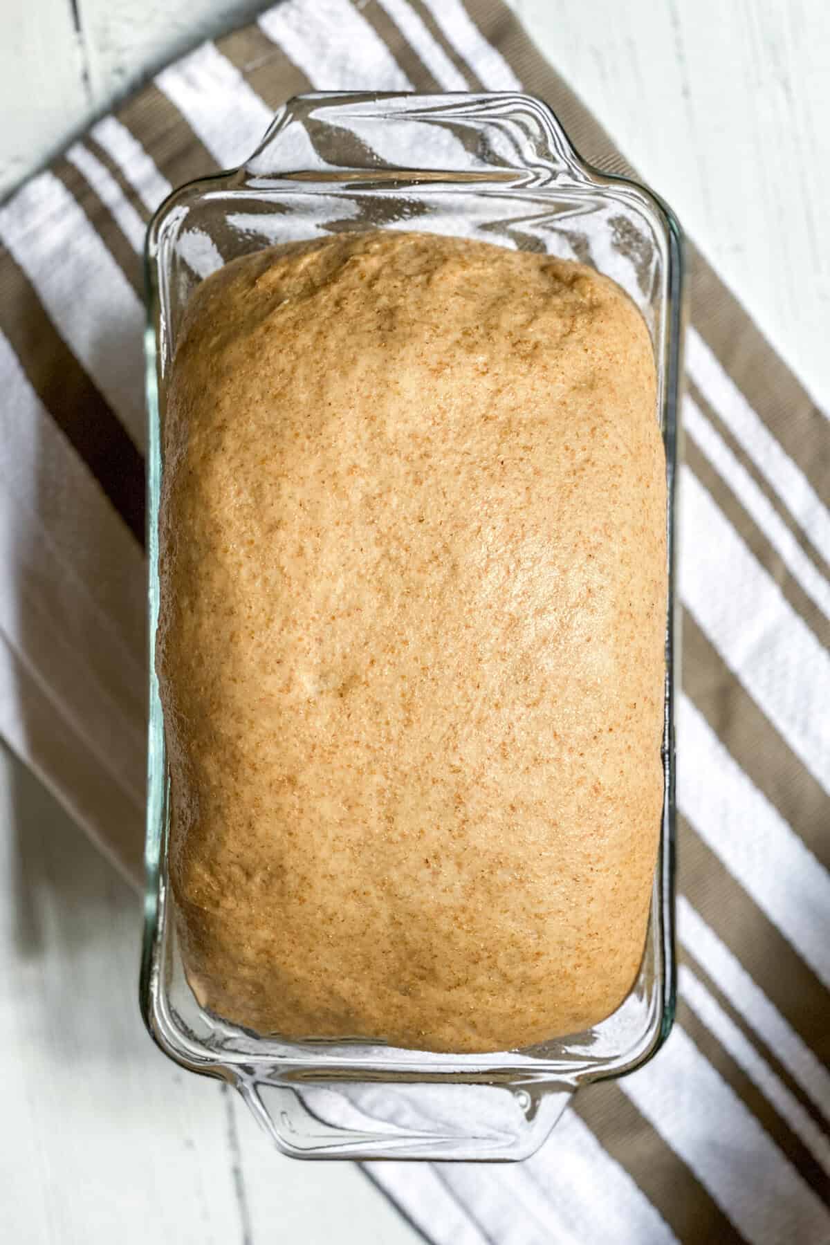 A glass loaf pan filled with risen whole wheat bread dough sits on a brown and white striped kitchen towel on a light wooden surface.
