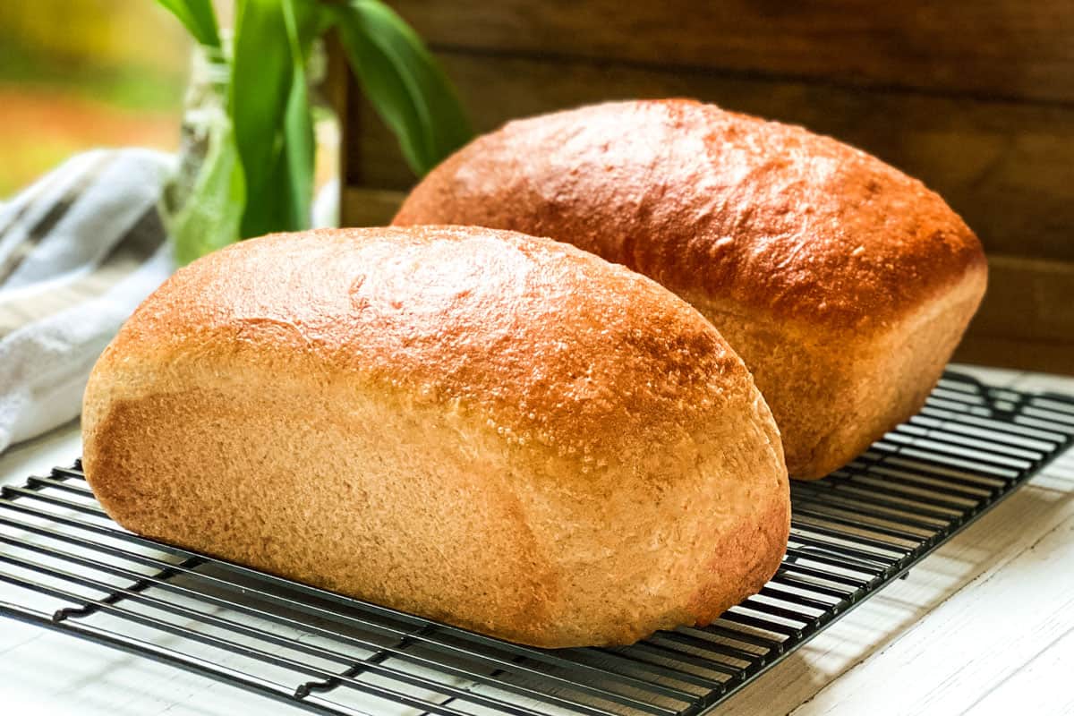 Two freshly baked loaves of whole wheat bread sit side by side on a cooling rack. Their golden-brown crusts glisten under the light, with a soft texture visible on the surface. A plant and a wooden background are partially visible behind them.