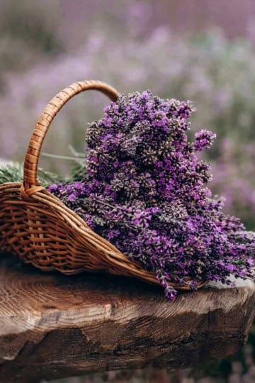 A woven basket filled with fresh lavender flowers rests on a wooden bench, evoking the tranquil charm of a tea garden, with a blurred field of lavender in the background.
