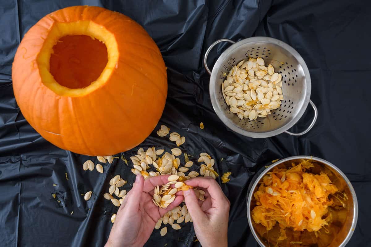 A person separates pumpkin seeds from pulp, preparing for a roasted pumpkin seeds recipe, with a hollowed pumpkin, a bowl of pulp, and a colander of cleaned seeds on a black surface.
