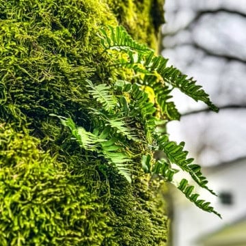 Bright green moss and young fern fronds growing along the bark of a tree, signaling the first signs of spring in Stephanie Wilson's The Sunday Edit no. 6: The First Green