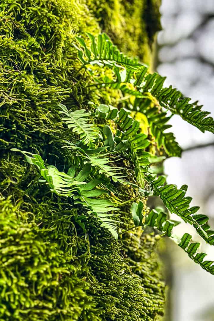 Bright green moss and young fern fronds growing along the bark of a tree, signaling the first signs of spring in Stephanie Wilson's The Sunday Edit no. 6: The First Green