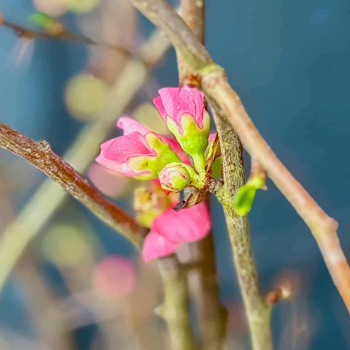 Early pink spring buds opening on bare branches for Stephanie Wilson's The Sunday Edit No. 6: The First Greens.