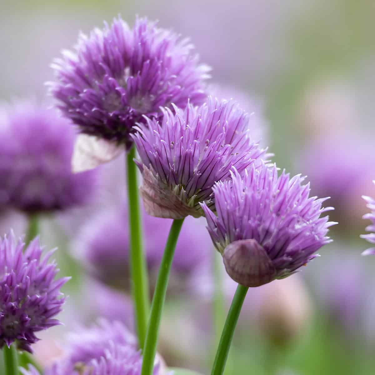 Close-up of several purple chive flowers with green stems, among the first greens of the season, set against a soft, blurred background.