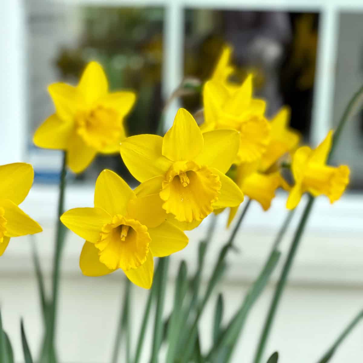 Bright yellow daffodil flowers with long green stems are shown in focus, evoking the freshness of Spring Recipes, with a blurred white window in the background.