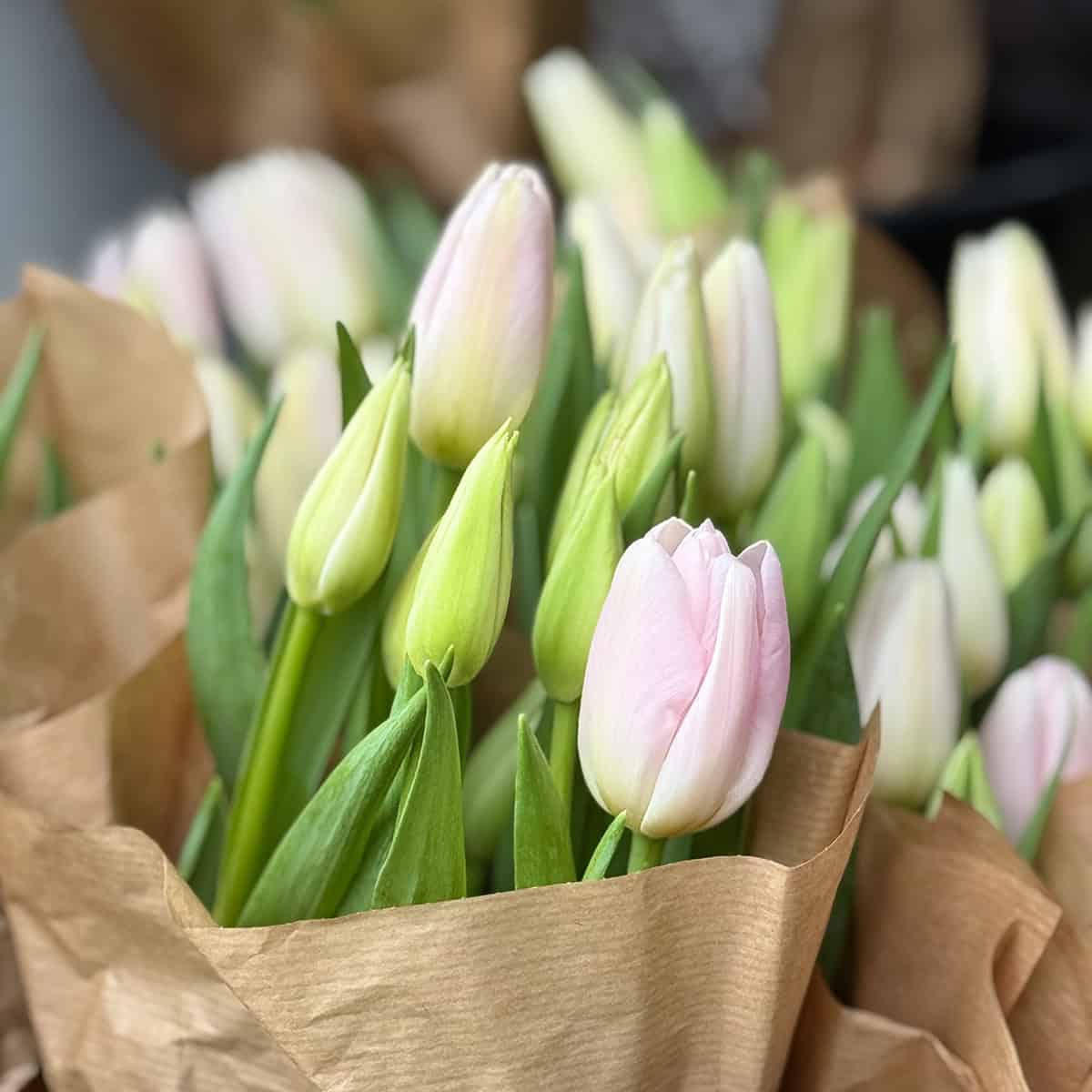 Bouquets of pale pink tulips with green stems and leaves are wrapped in brown paper-perfect for brightening your Easter Brunch table.