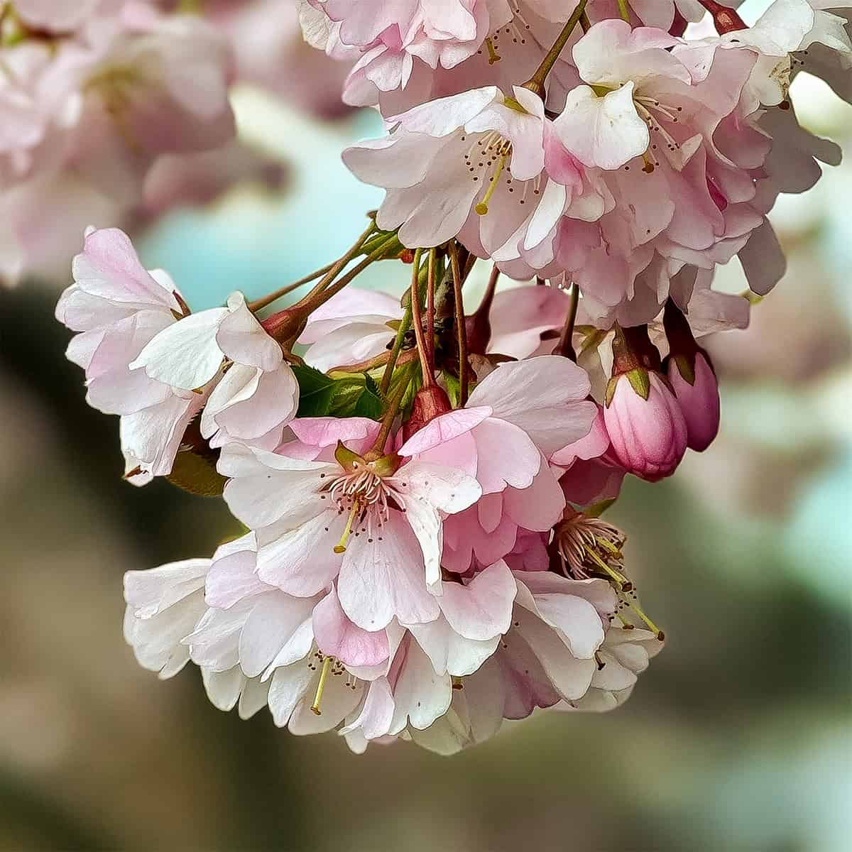 Cluster of light pink cherry blossoms in full bloom, with some flower buds and a blurred background-evoking the delicate beauty found in seasonal Irish recipes.