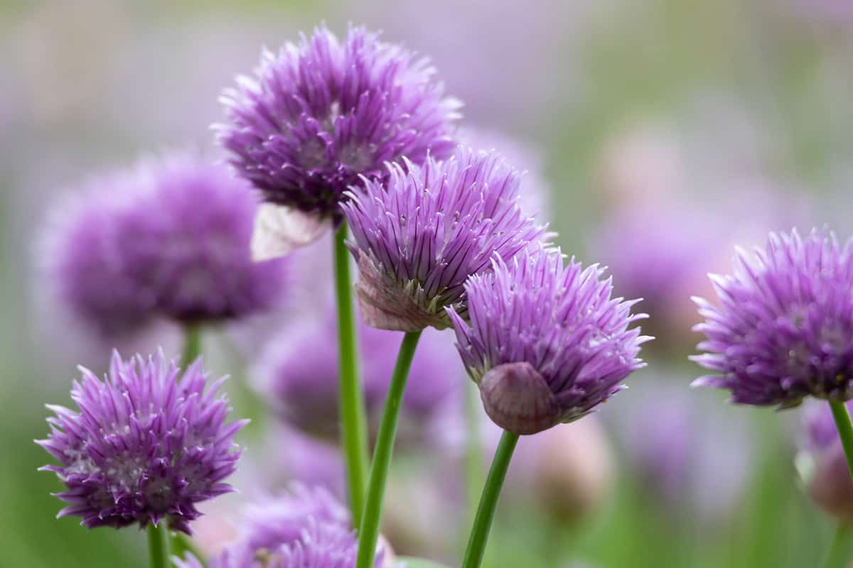 Close-up of several blooming chive flowers with purple petals, set against a blurred green and purple background as the season begins.