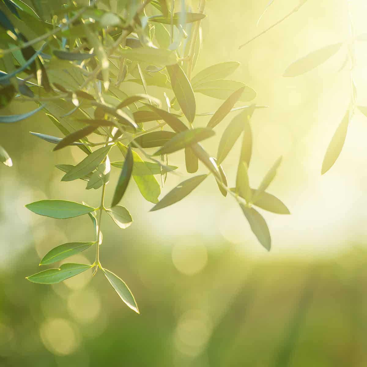 Sunlight filters through green leaves on a branch, creating a soft, bright, and blurred background with a warm, natural glow-perfect for setting an inviting Easter table outdoors.