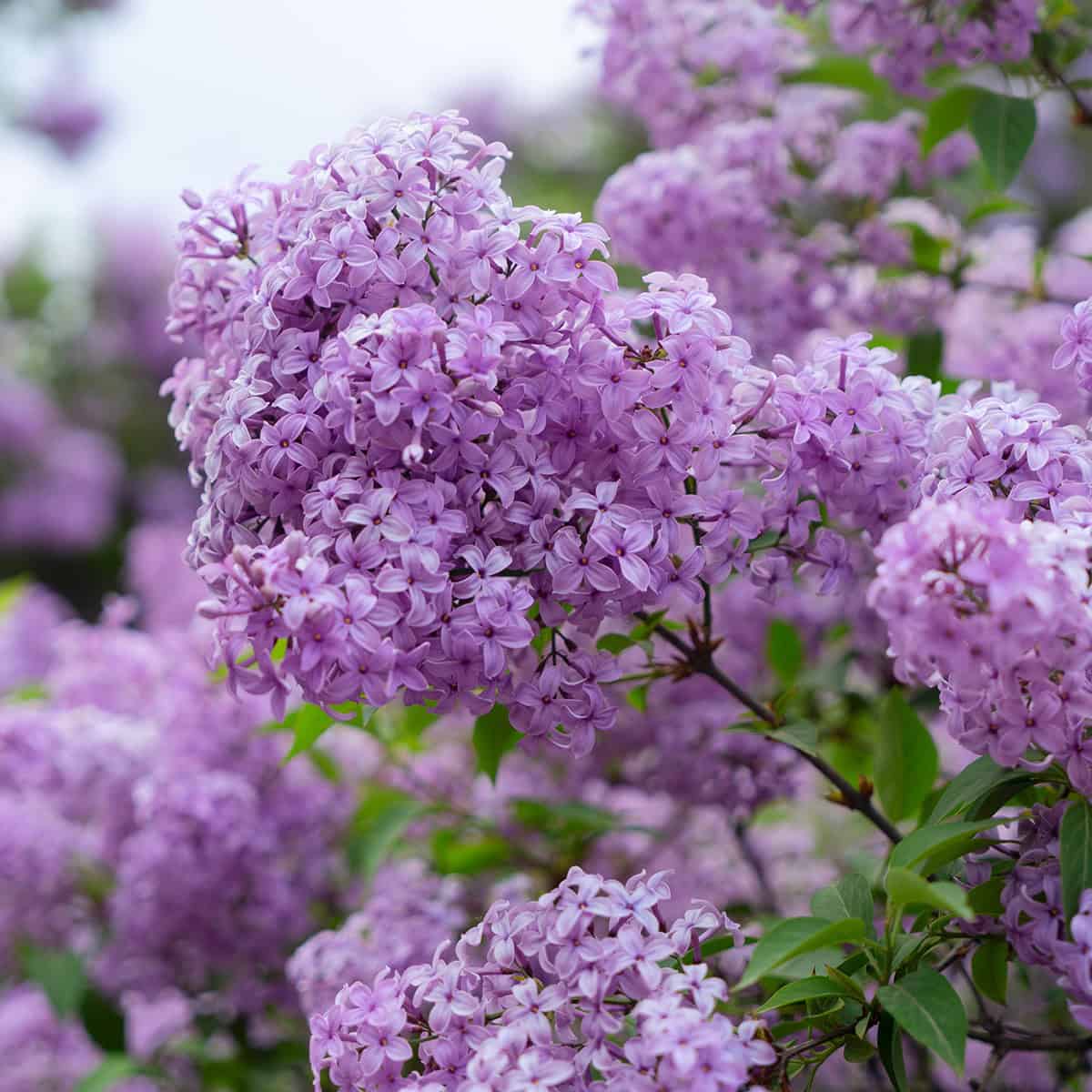 Close-up of blooming lilac flowers with clusters of small, purple blossoms and green leaves in the background-perfect inspiration for your Kentucky Derby party guide d&eacute;cor.