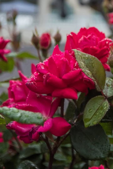 Close-up of red roses with green leaves on the grounds of Churchill Downs.