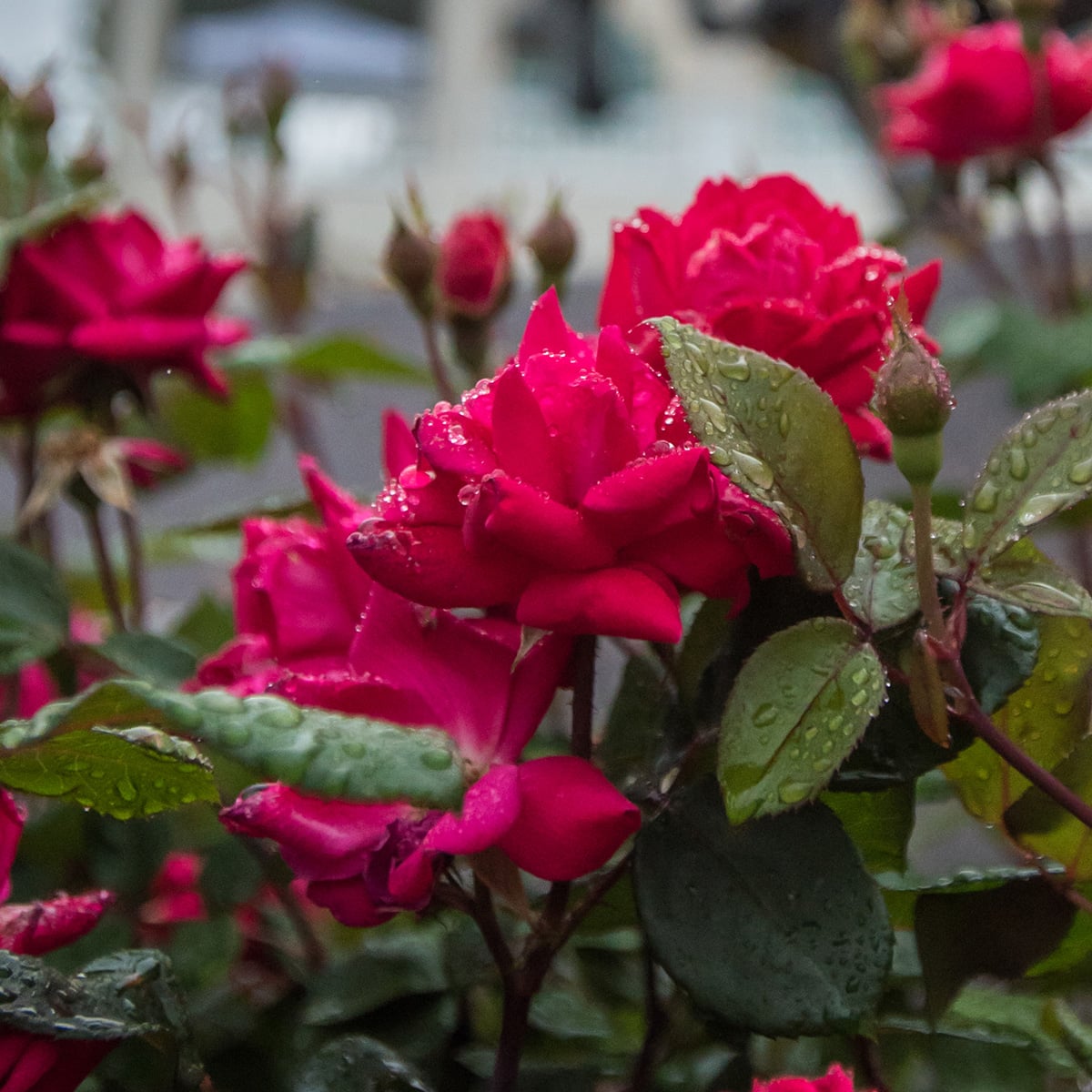 Close-up of red roses with green leaves on the grounds of Churchill Downs.