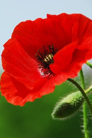 Close-up of a single red poppy flower with a visible black and yellow center, for 31Daily The Sunday Edit Memorial Day Recipes.