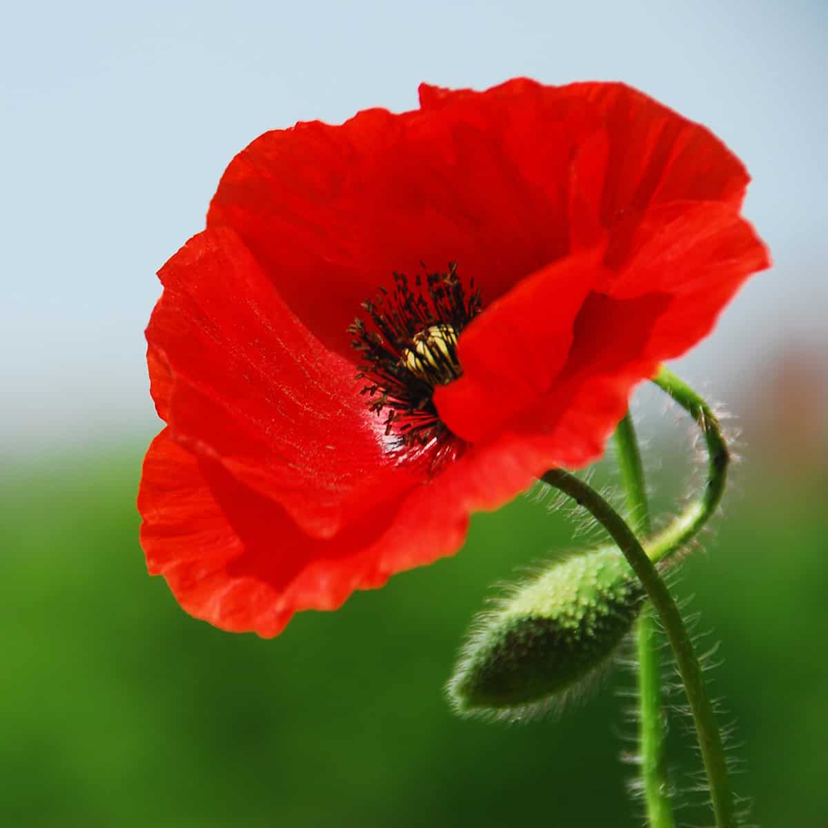 Close-up of a single red poppy flower with a visible black and yellow center, for 31Daily The Sunday Edit Memorial Day Recipes.